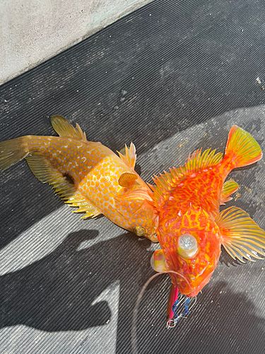 アヤメカサゴの釣果