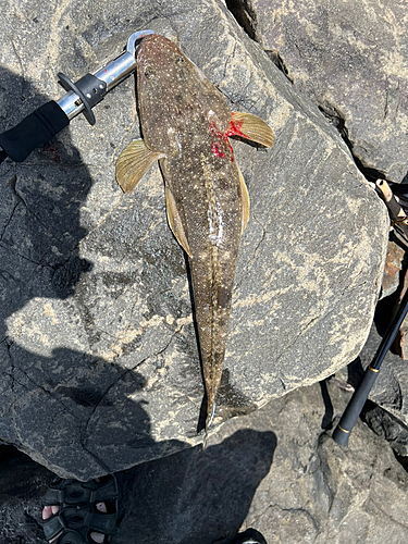 マゴチの釣果