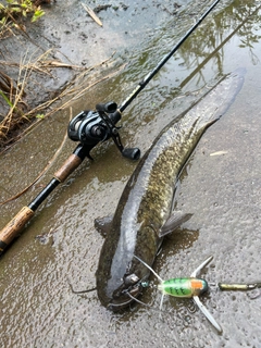 ナマズの釣果