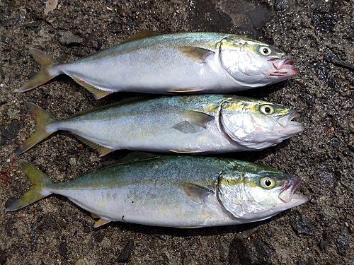 ワカシの釣果