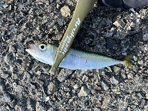 サバの釣果