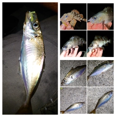 マアジの釣果