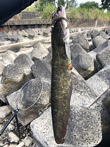 ナマズの釣果