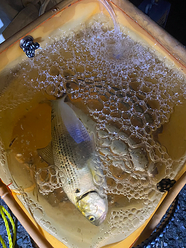 コノシロの釣果