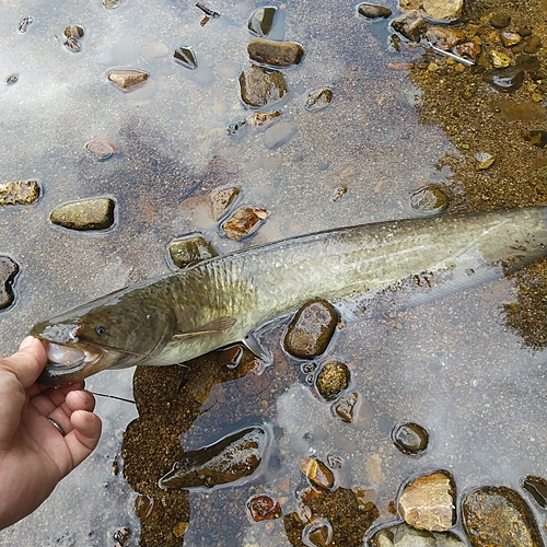 マナマズの釣果