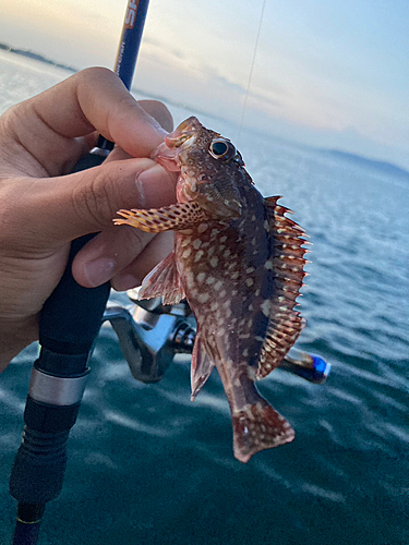 ガシラの釣果