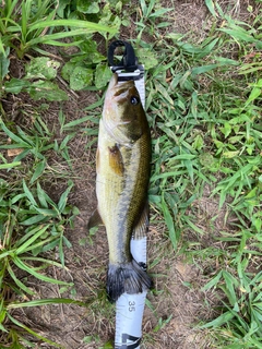 ブラックバスの釣果
