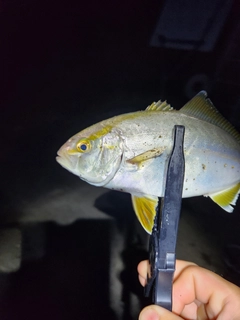 ショゴの釣果