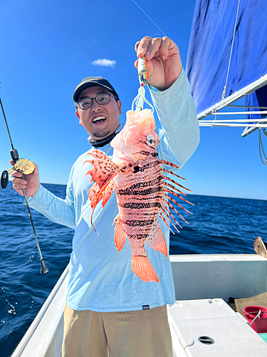 ミノカサゴの釣果