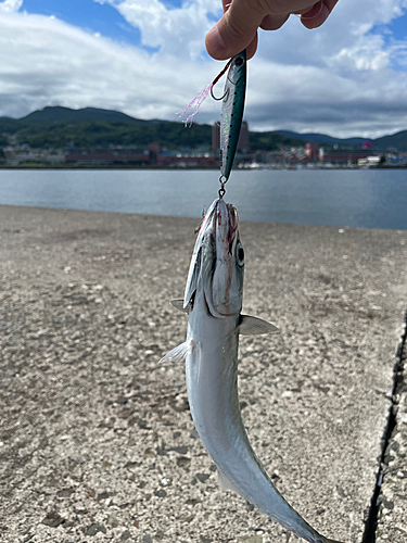 イワシの釣果