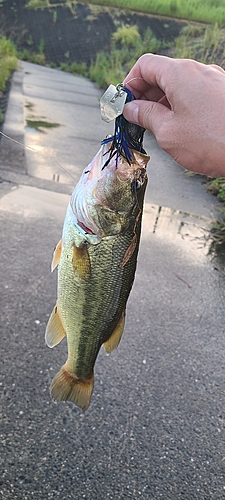 ラージマウスバスの釣果