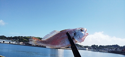 イシモチの釣果