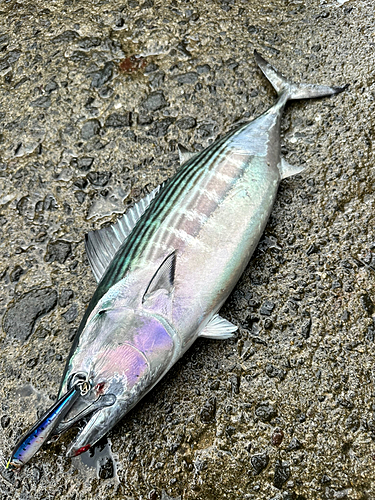 ハガツオの釣果