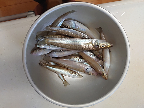 キスの釣果