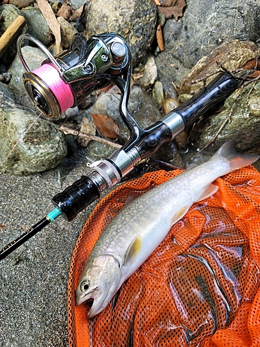 イワナの釣果