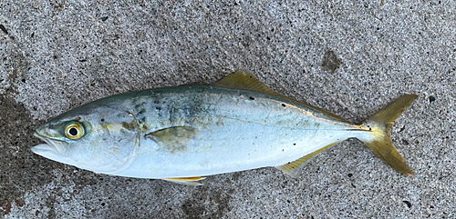 ショゴの釣果