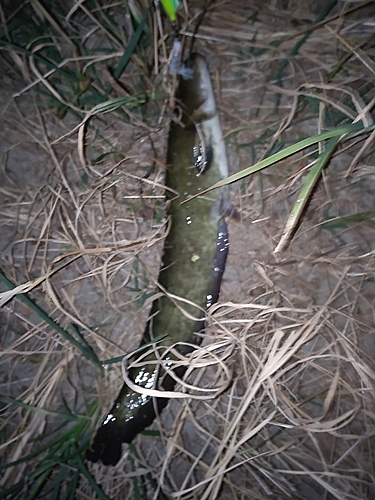 ナマズの釣果