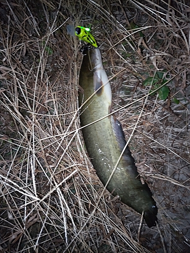 ナマズの釣果