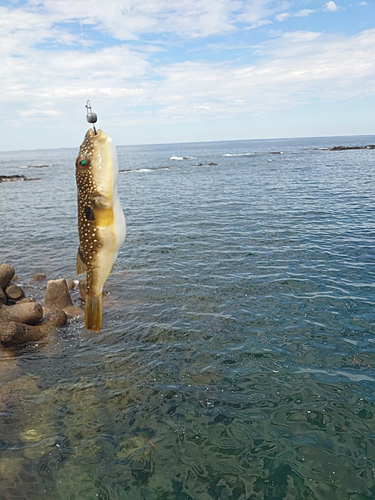 フグの釣果