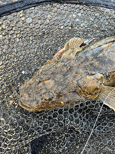 マゴチの釣果