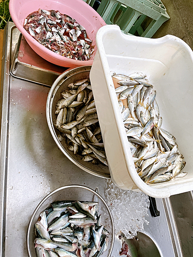 アジの釣果