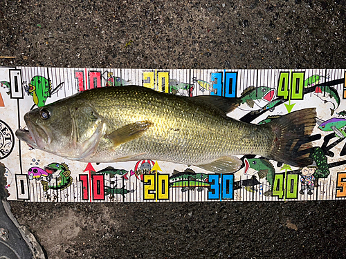 ブラックバスの釣果