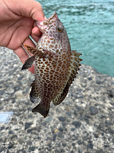 オオモンハタの釣果