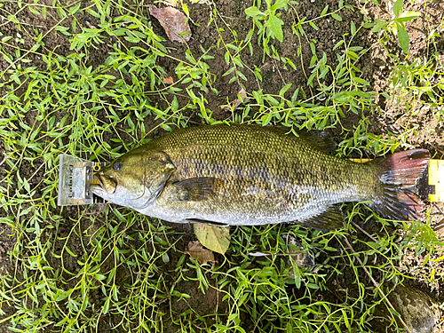 スモールマウスバスの釣果