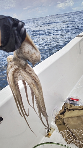 マダコの釣果