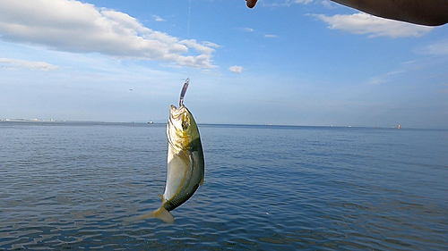 ツバスの釣果