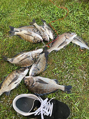 クロダイの釣果