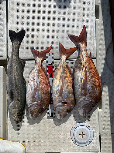 タイの釣果