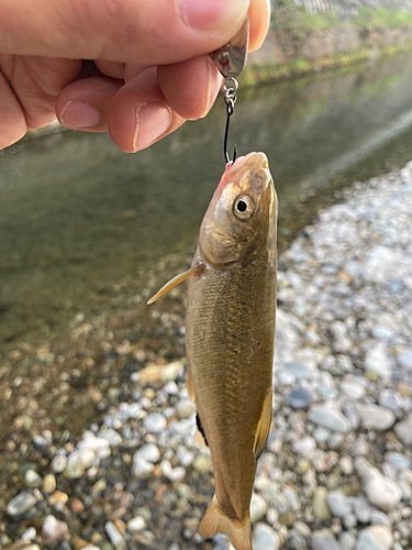 アブラハヤの釣果