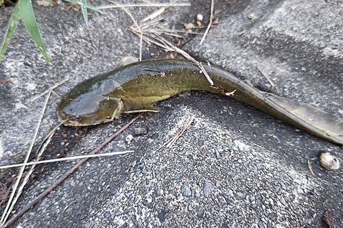 ナマズの釣果