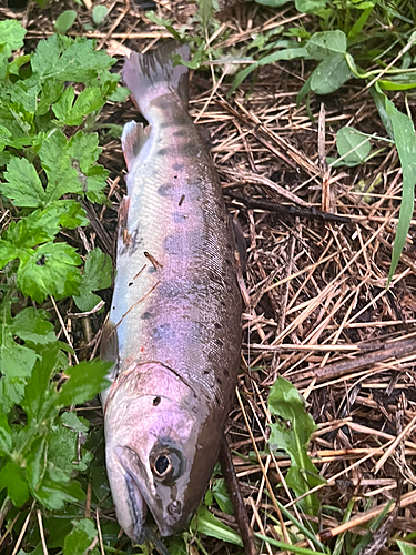 ヤマメの釣果