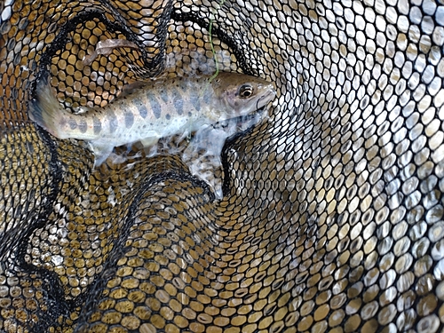 アマゴの釣果