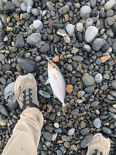 ショゴの釣果