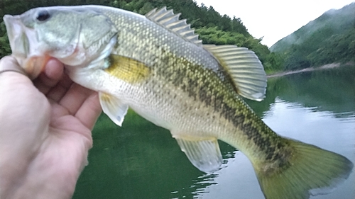 ラージマウスバスの釣果