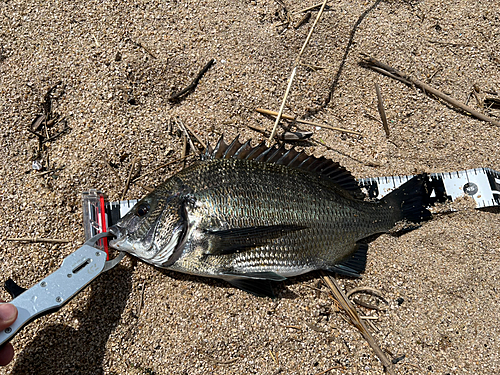 チヌの釣果