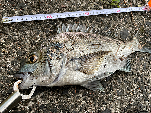 クロダイの釣果