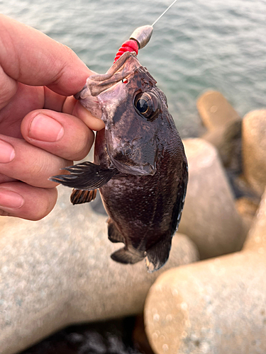 マゾイの釣果