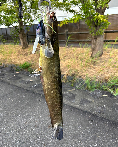 ナマズの釣果