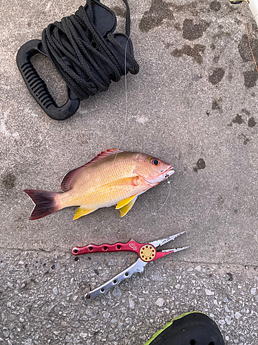 フエダイの釣果