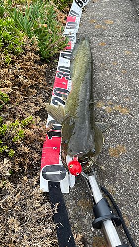 ナマズの釣果