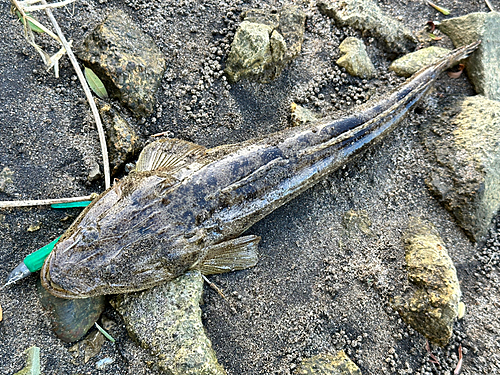 マゴチの釣果