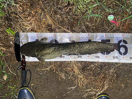 マナマズの釣果