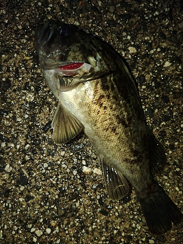 ソイの釣果