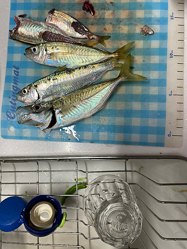 アジの釣果