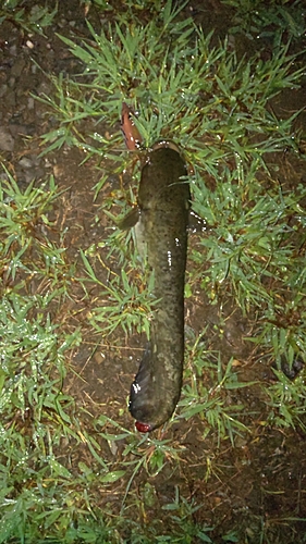 ナマズの釣果