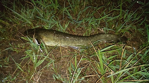 ナマズの釣果